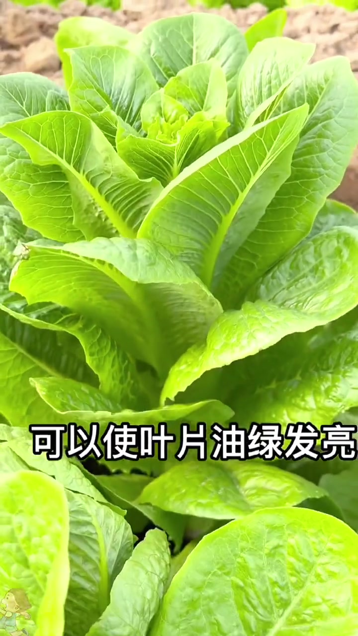 蔬菜种植技术
