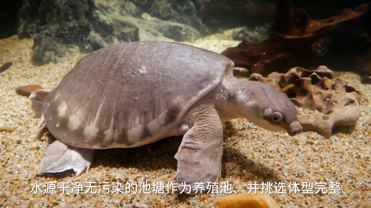 甲鱼的养殖方法与技术