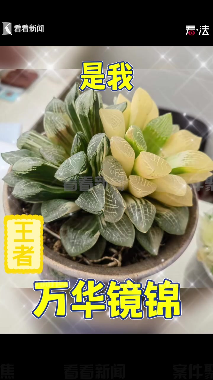 10万多肉长啥样?上海宝山一盆市价10万多肉被偷