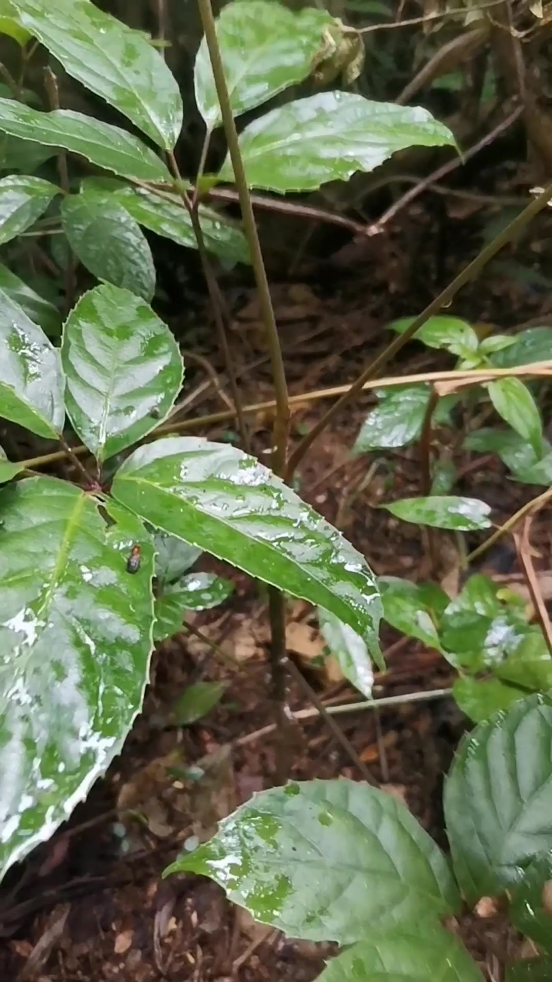 带您认识有勒鸭脚木!