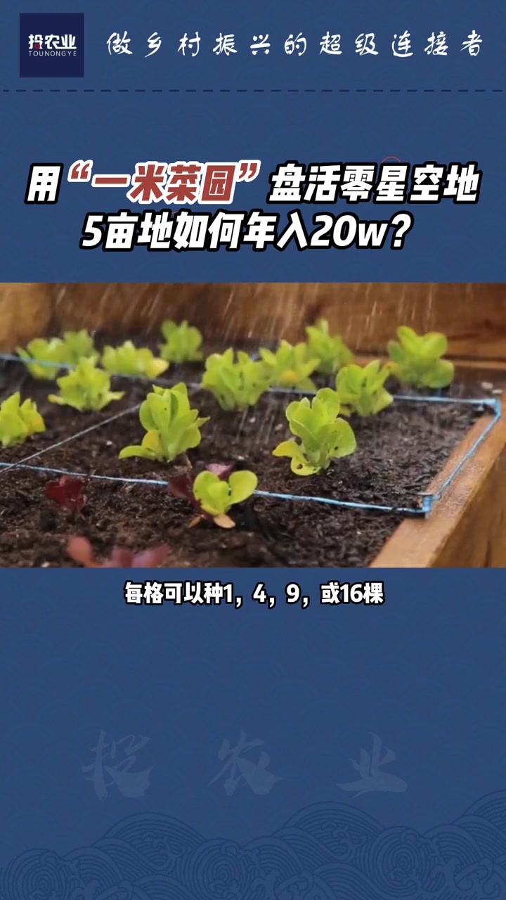 用“一米菜园”盘活零星空地