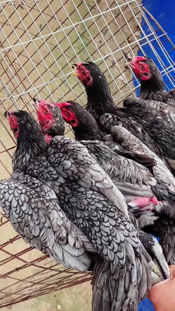 五只正在产蛋的灰色母斗鸡