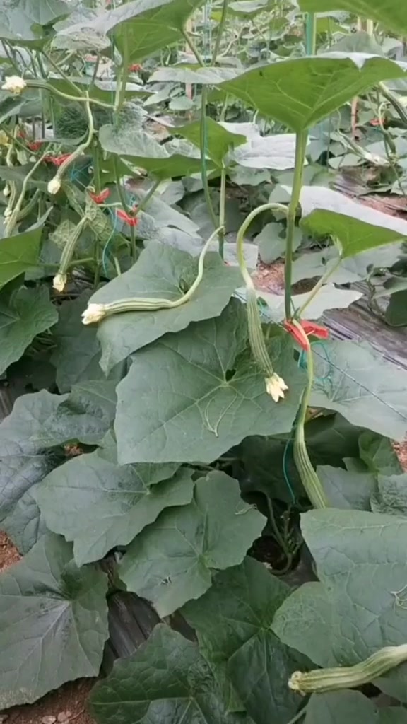 蔬菜种植技术培训
