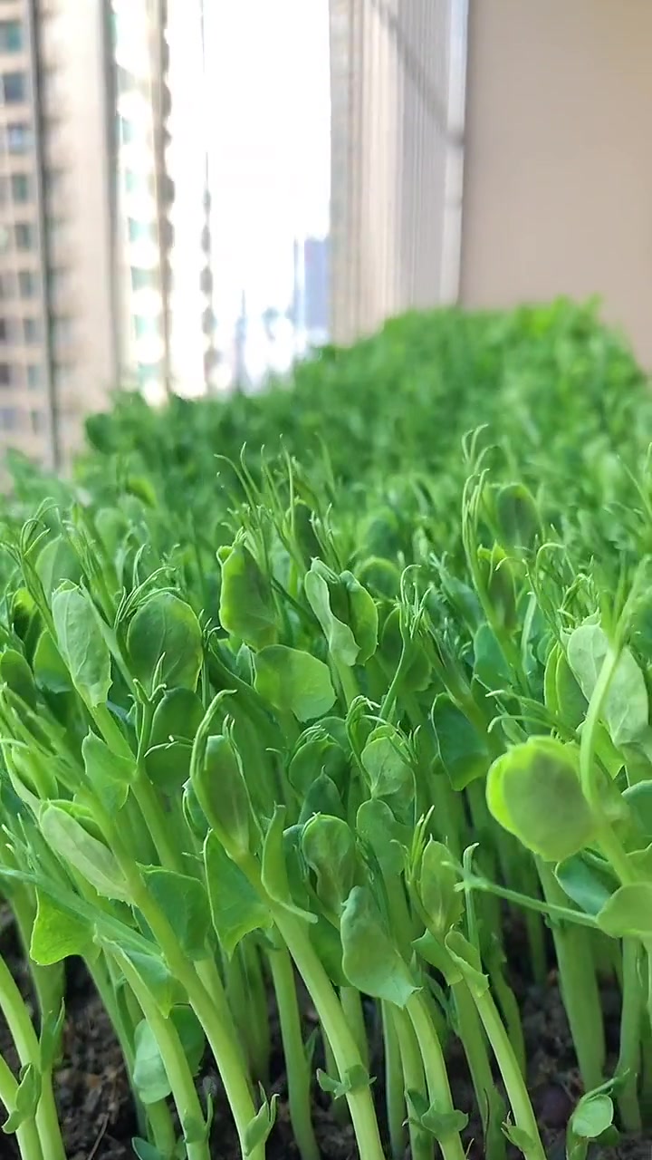 土培豌豆芽苗菜种植方法