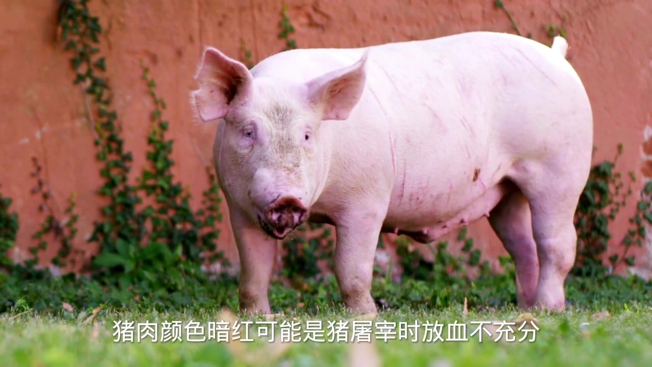猪肉暗红色是怎么回事?