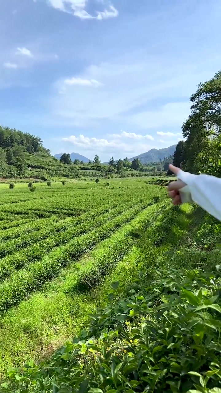 燕子窠生态基地仙肉桂的核心产地之一