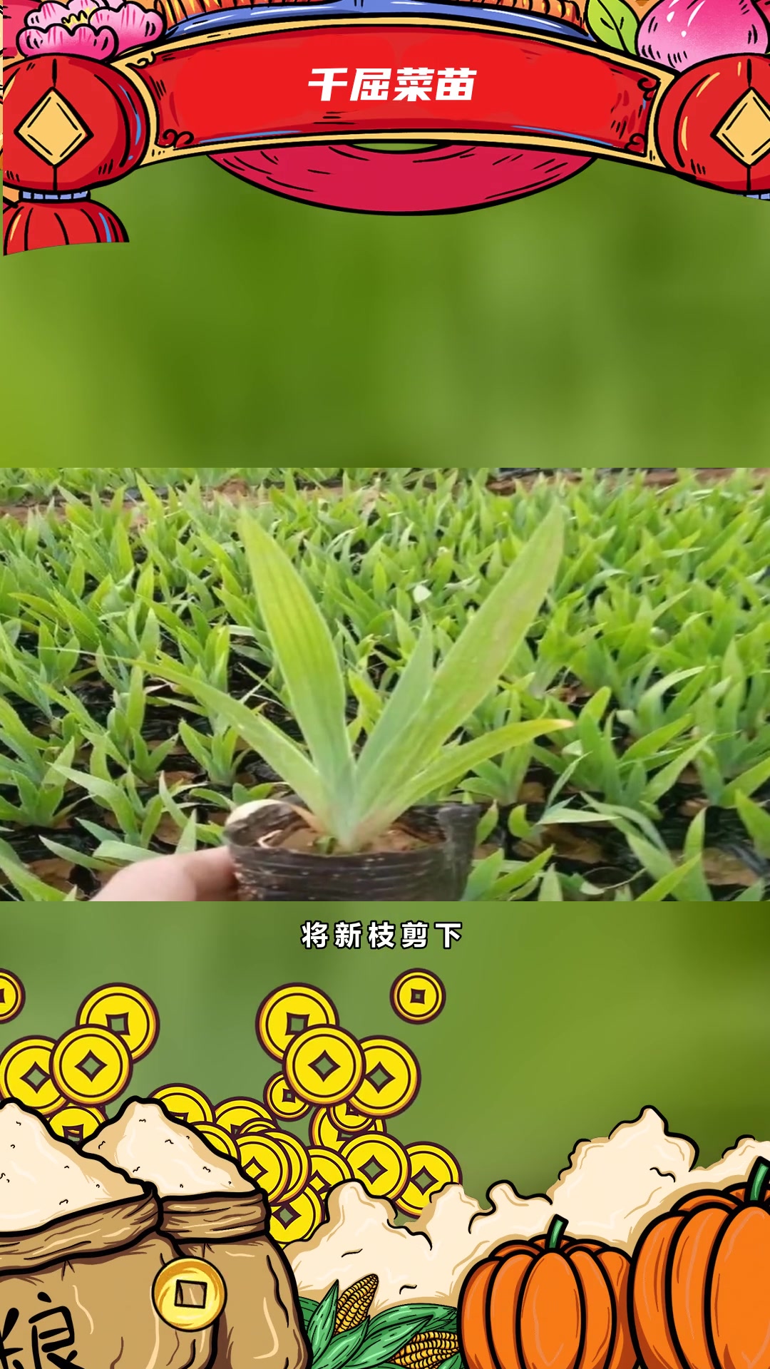 千屈菜特性