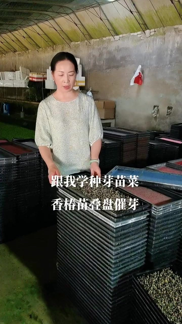来抖音学农技大棚温度38度,天然催芽室芽苗菜香椿苗