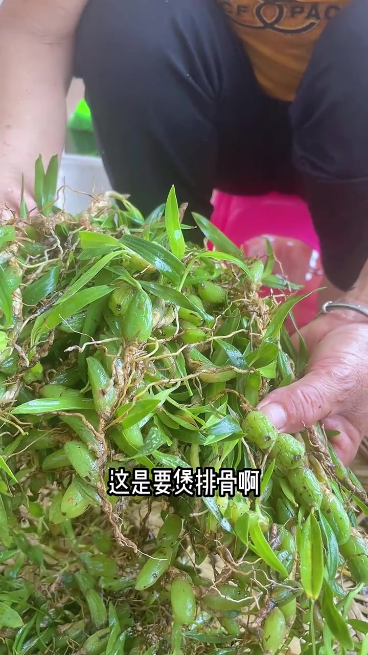 石橄榄煲汤搞起优质农产品石橄榄