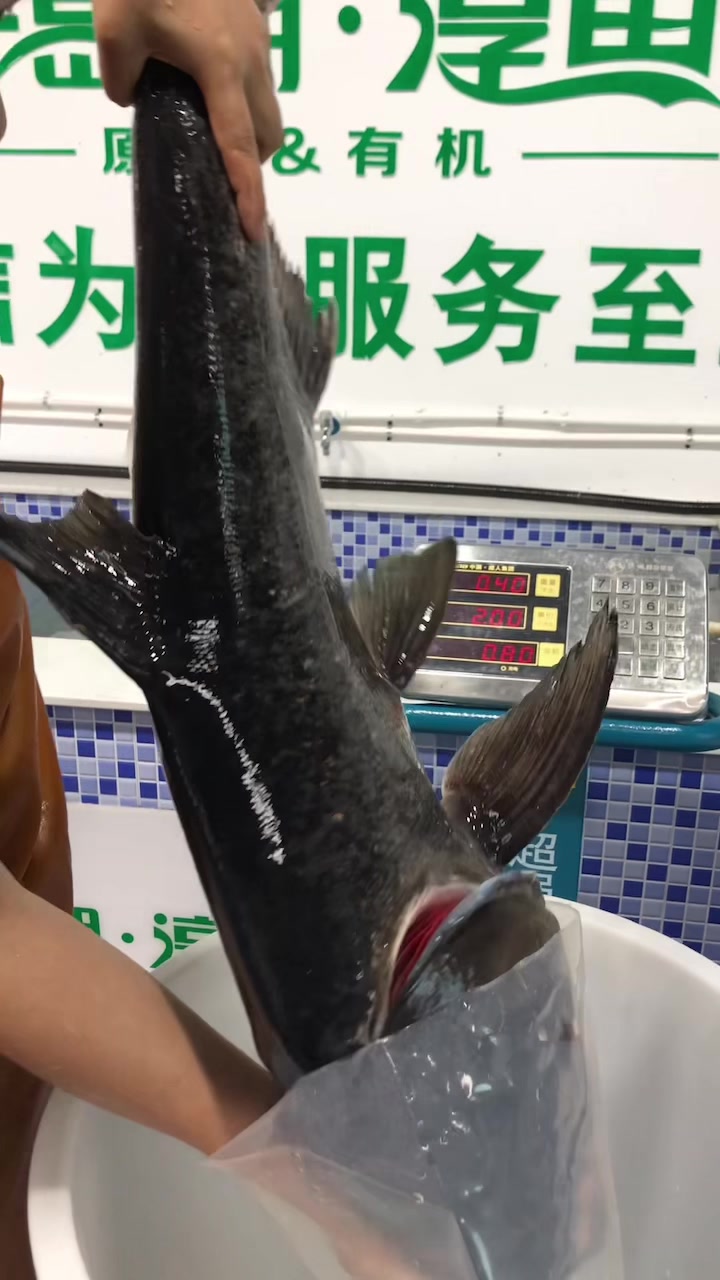 千岛湖淳牌有机鱼活鱼打包