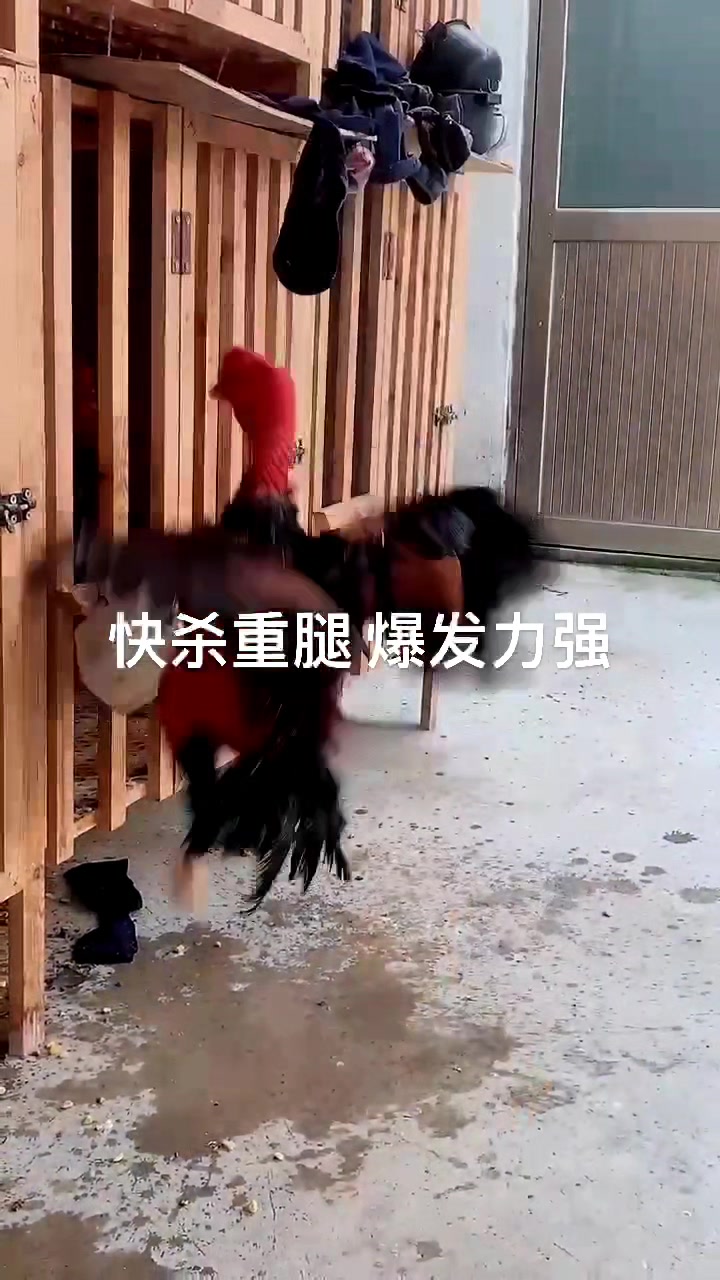 打腿最爆的还是越南鬼子斗鸡