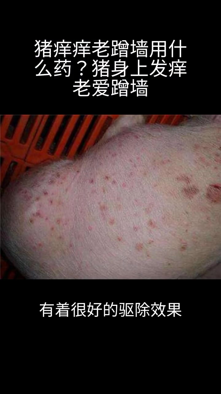 猪痒痒老蹭墙用什么药?猪身上发痒老爱蹭墙