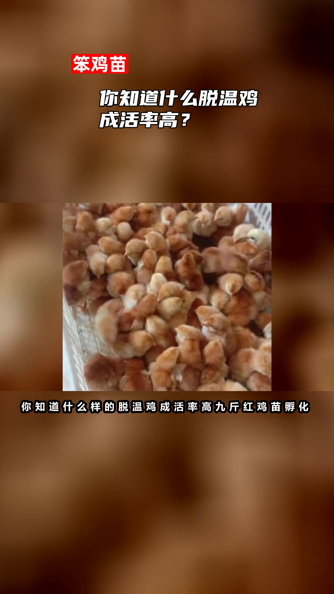 你知道什么脱温鸡成活率高?