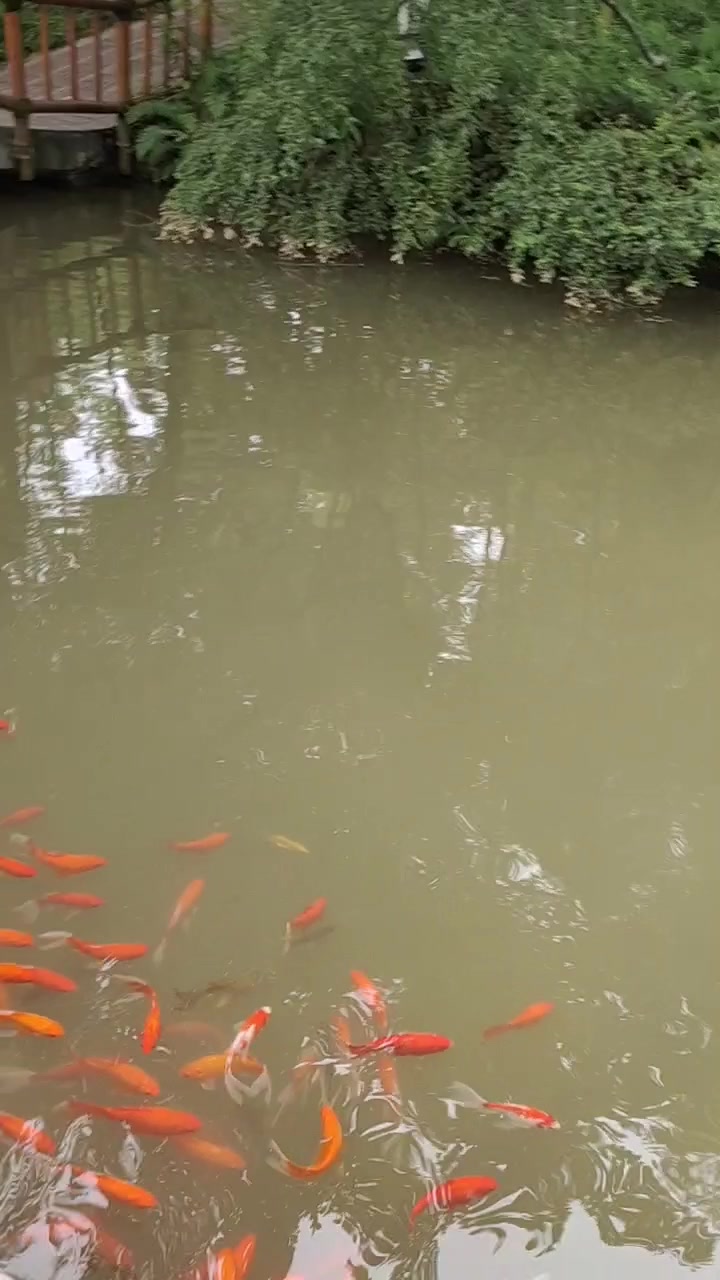 鱼来鱼旺,好运连连,岁岁平安