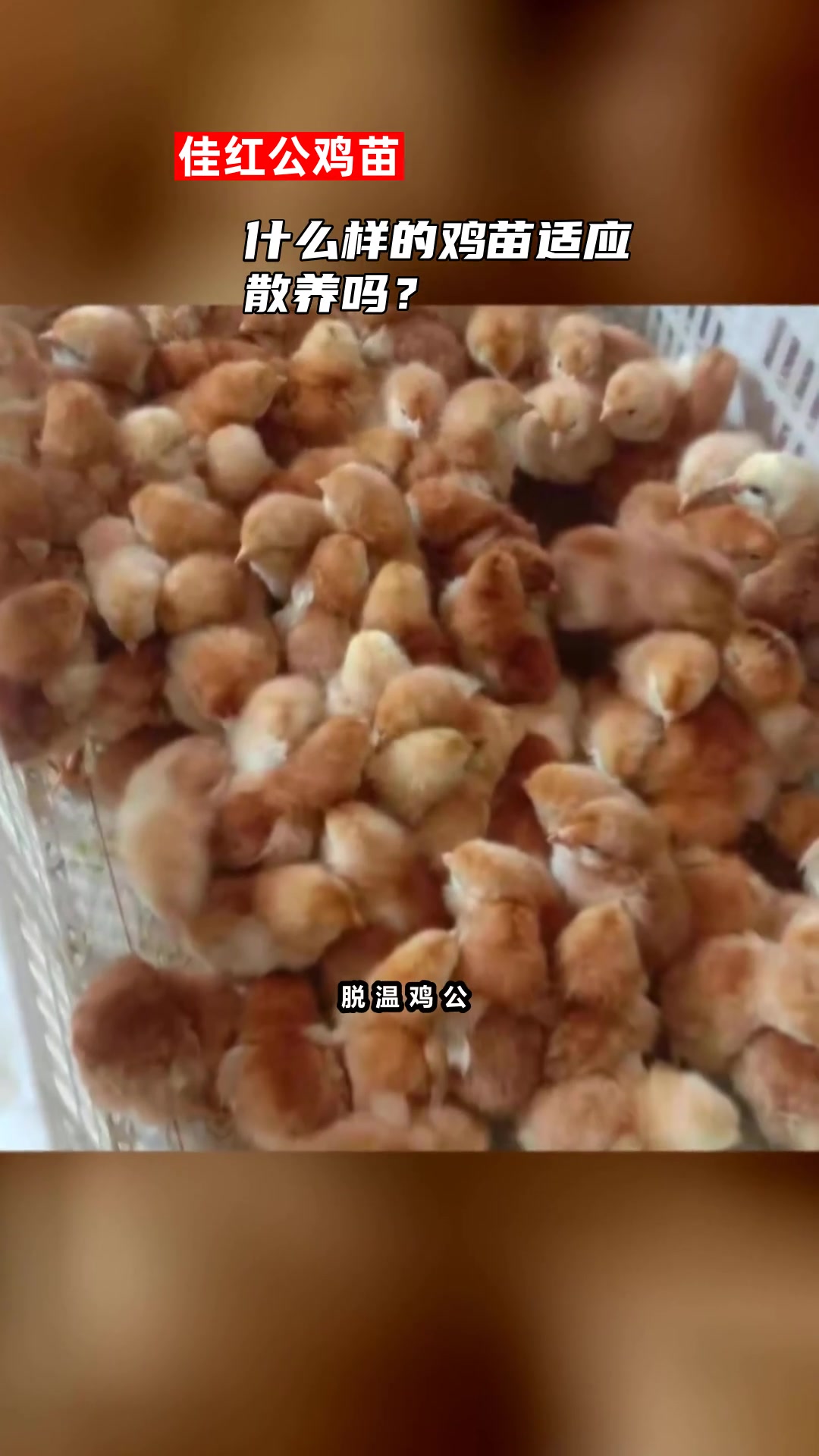 什么样的鸡苗适应散养吗?