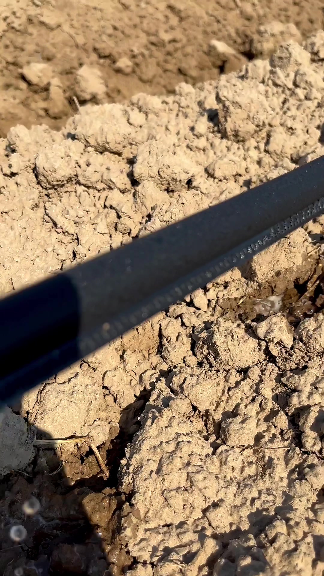 娃娃菜滴灌带安装出水视频,甘蓝菜滴灌带,胡萝卜滴灌带