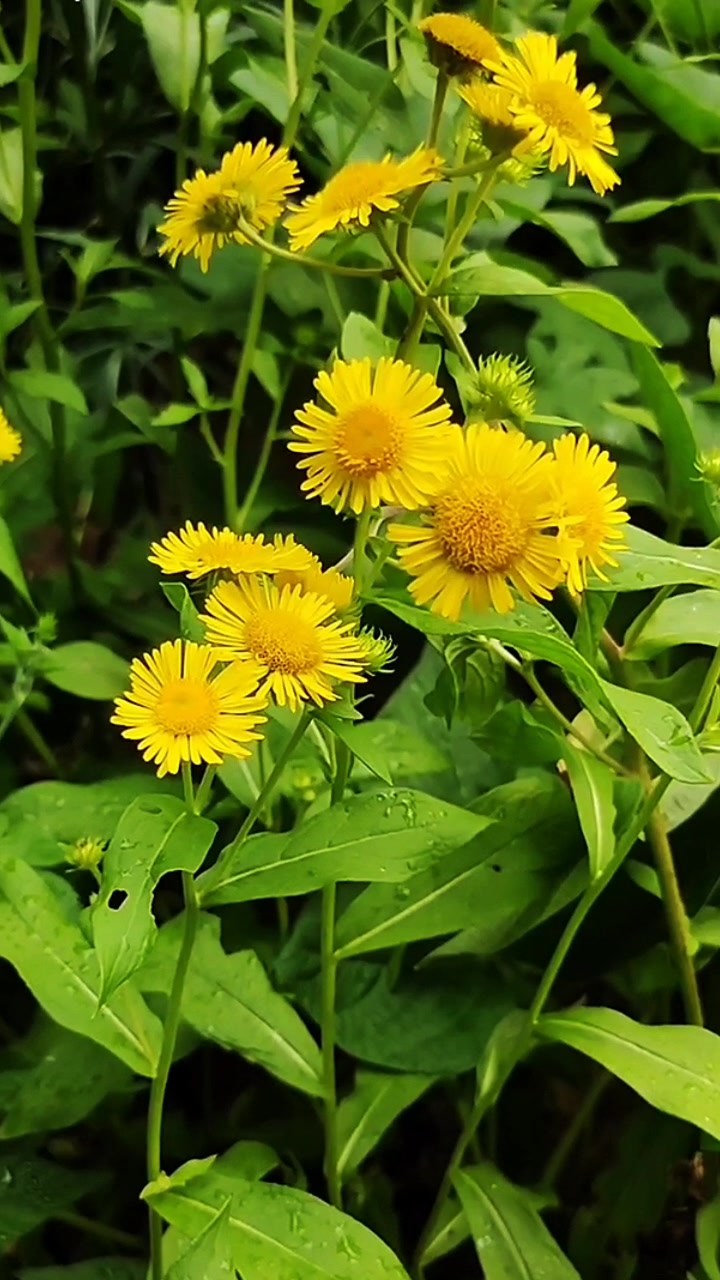 农村路边的旋覆花开了,你认识吗?#旋覆花#小黄花#乡村生活