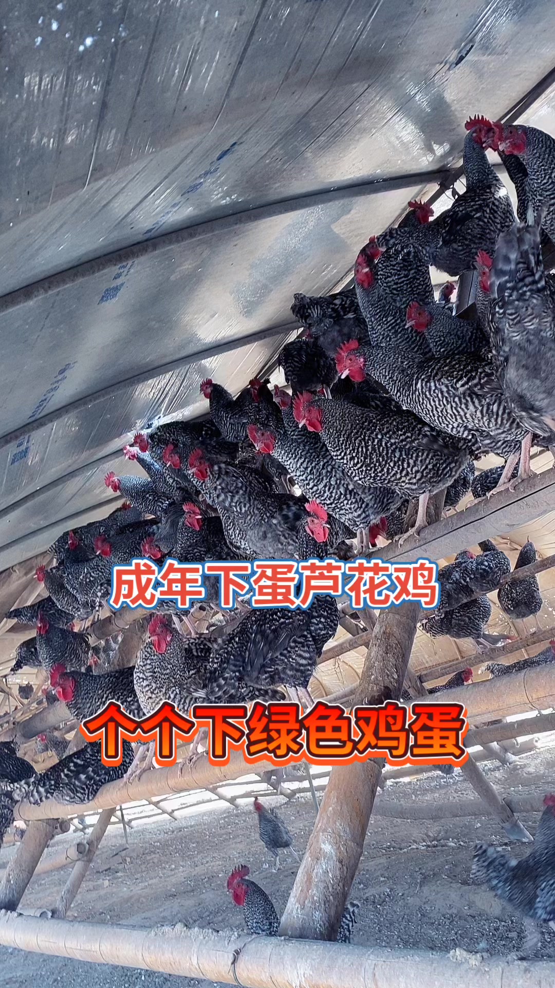 芦花鸡下什么颜色的蛋