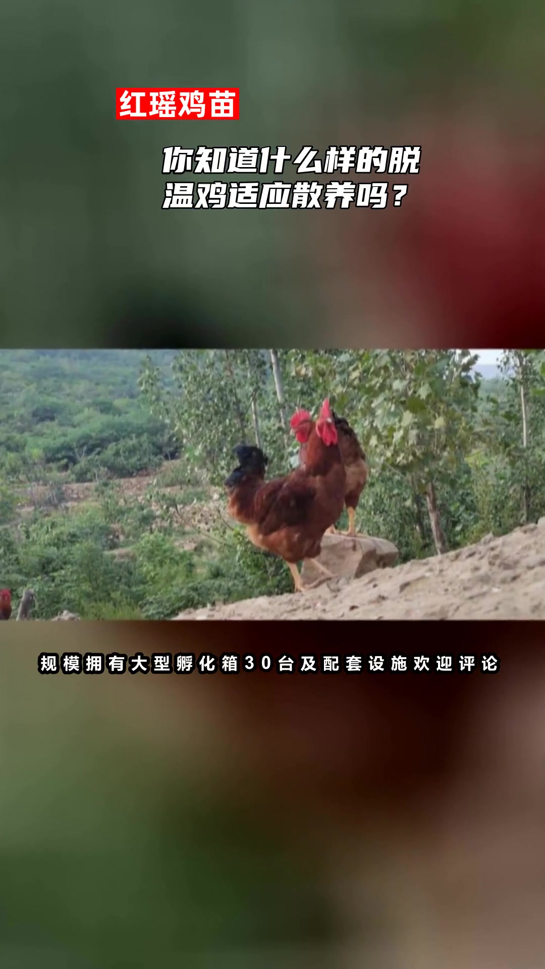 你知道什么样的脱温鸡适应散养吗?