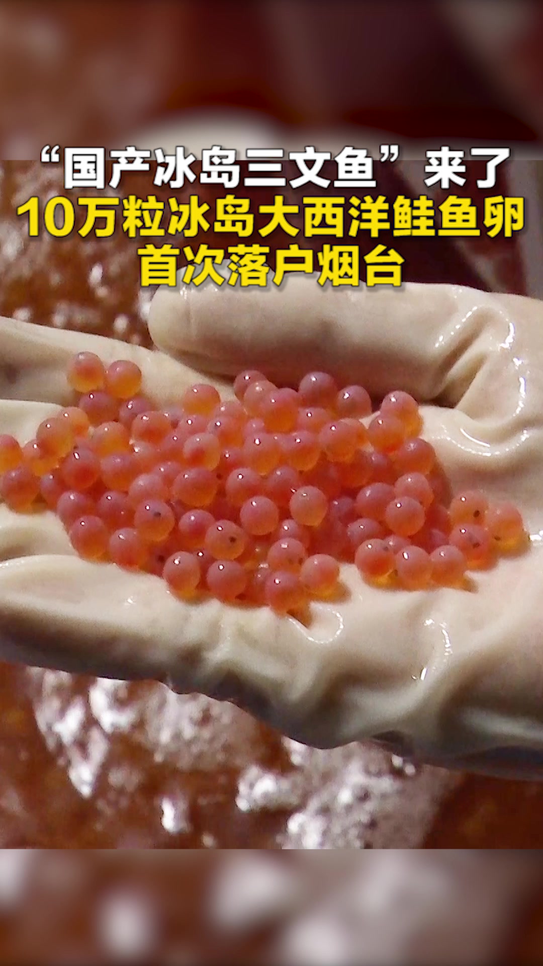 “国产冰岛三文鱼”来了 10万粒冰岛大西洋鲑鱼卵首次落户烟台