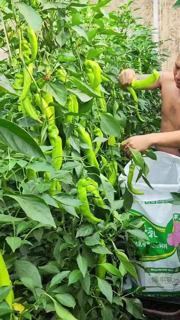 大棚蔬菜种植园种植