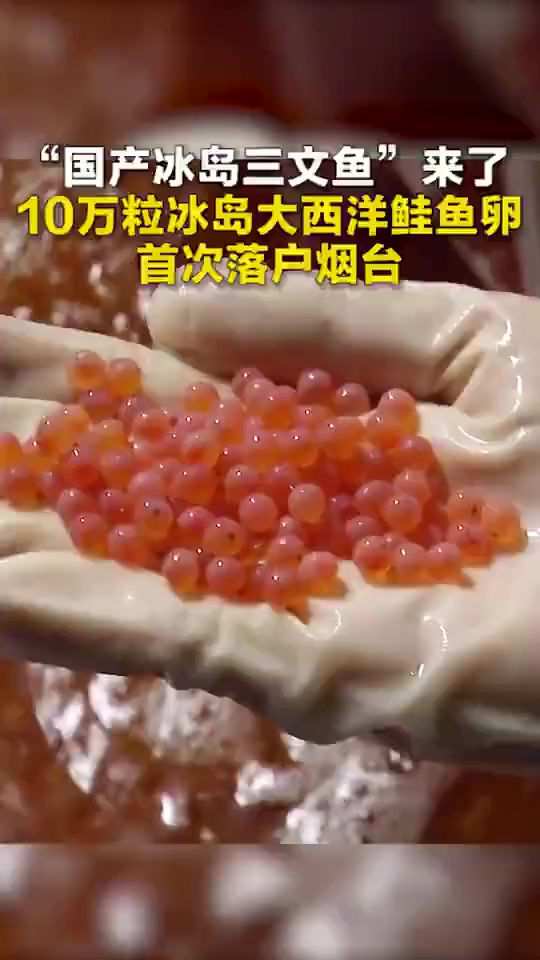 视频|国产冰鲜即将登场!10万尾冰岛三文鱼移民烟台