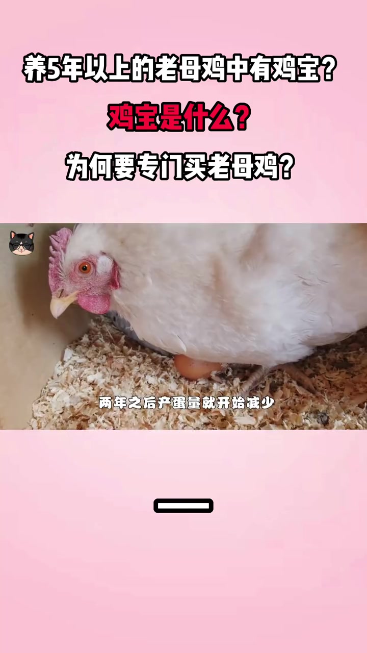养5年以上的老母鸡中有鸡宝?鸡宝是什么?科普三农奇闻