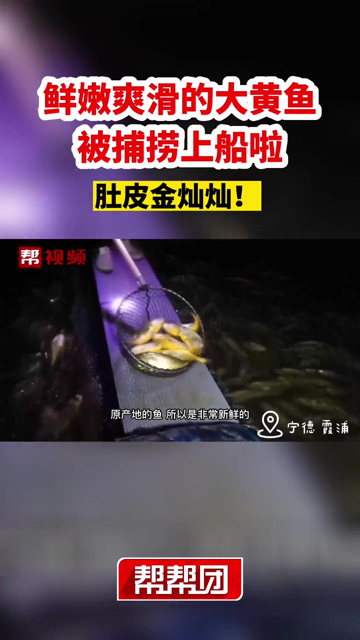 肚皮金灿灿!鲜嫩爽滑的大黄鱼被捕捞上船啦!助农帮帮团