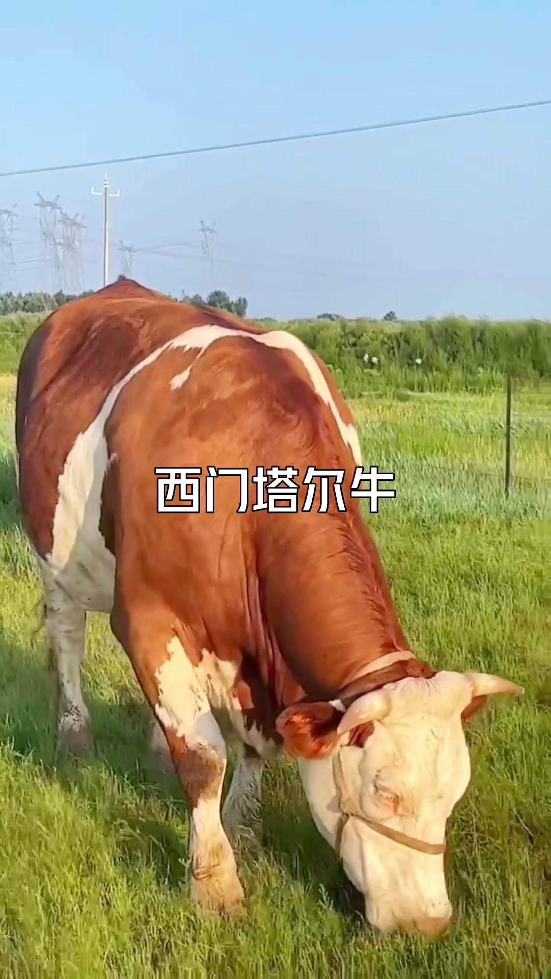 西门塔尔牛和利木赞牛的区分方法其实很简单