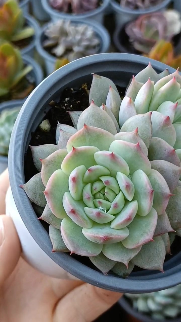 多肉 控养的Tp还是挺漂亮的