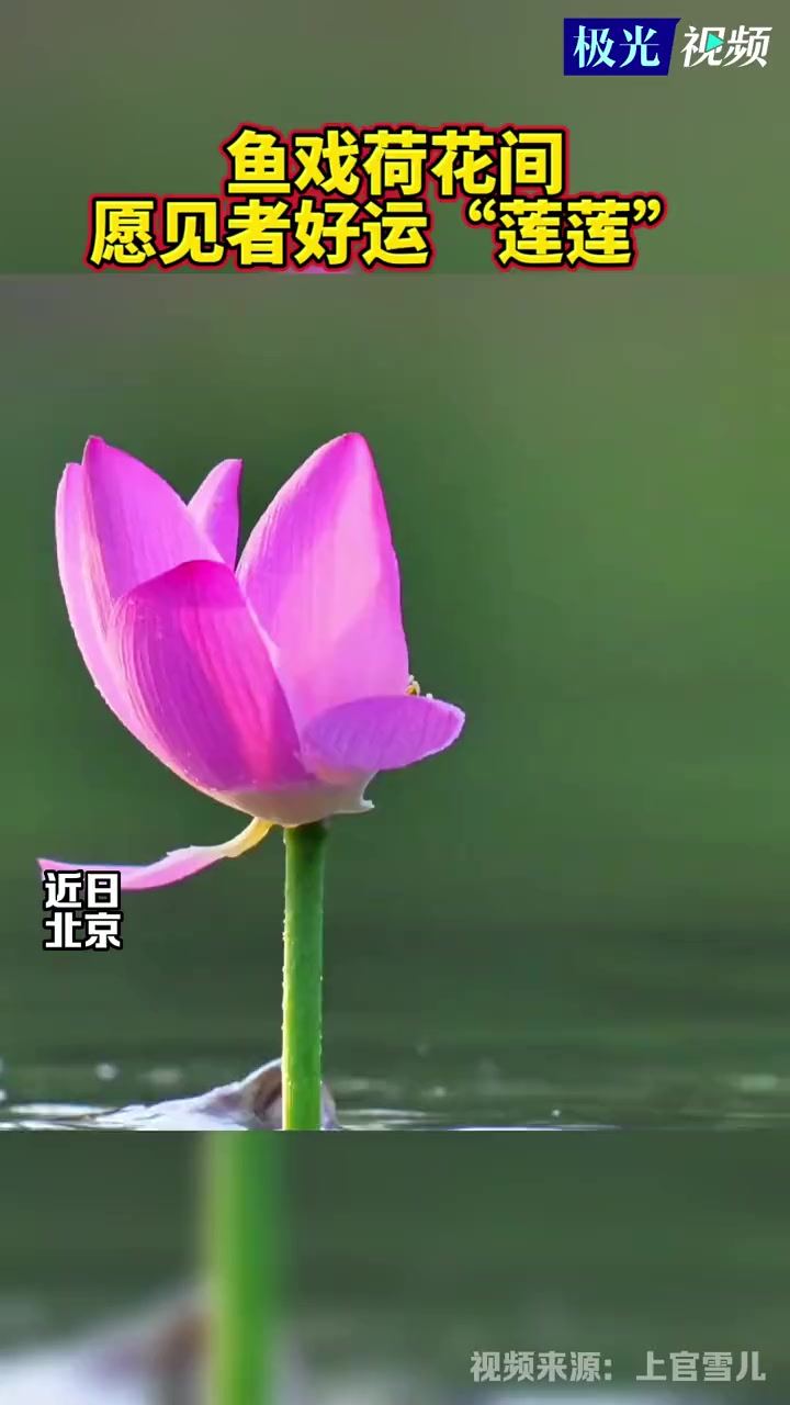 鱼戏荷花间,愿见者好运“莲莲”,见者好运