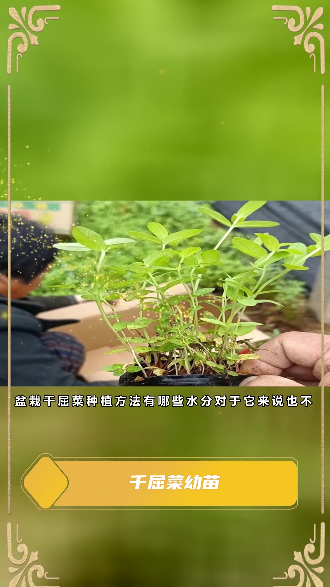 千屈菜幼苗种植基地