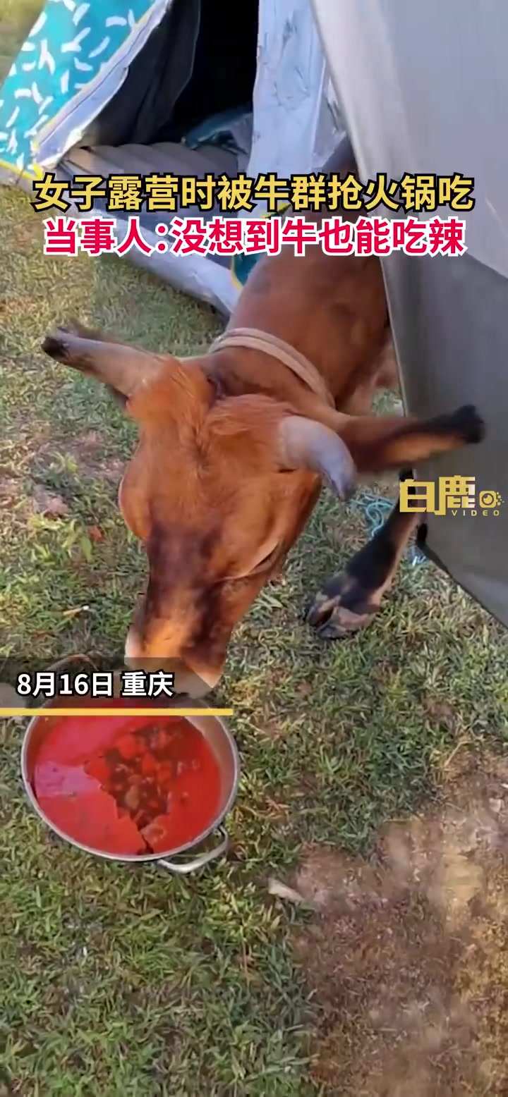 「女子露营吃火锅被牛群抢食:没想到牛也能吃辣」8月16日,重庆。明女士和朋友在野外露营时,