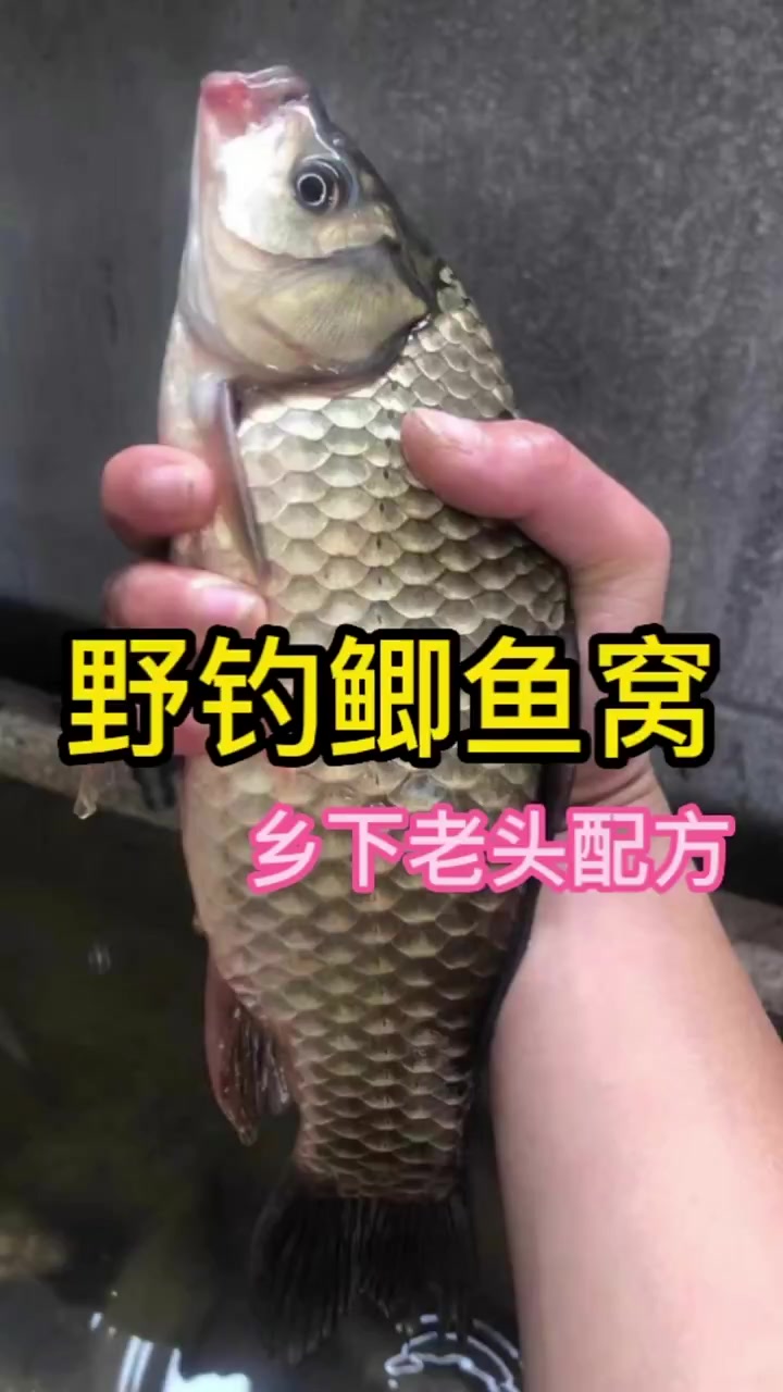 晚上好啊,一款自制,钓鲫鱼窝料的配方,分享一下,喜欢的点赞