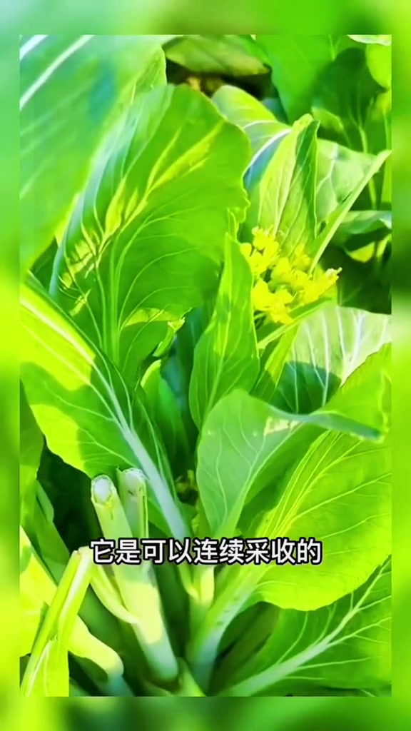 白菜苔种子专吃菜苔的蔬菜