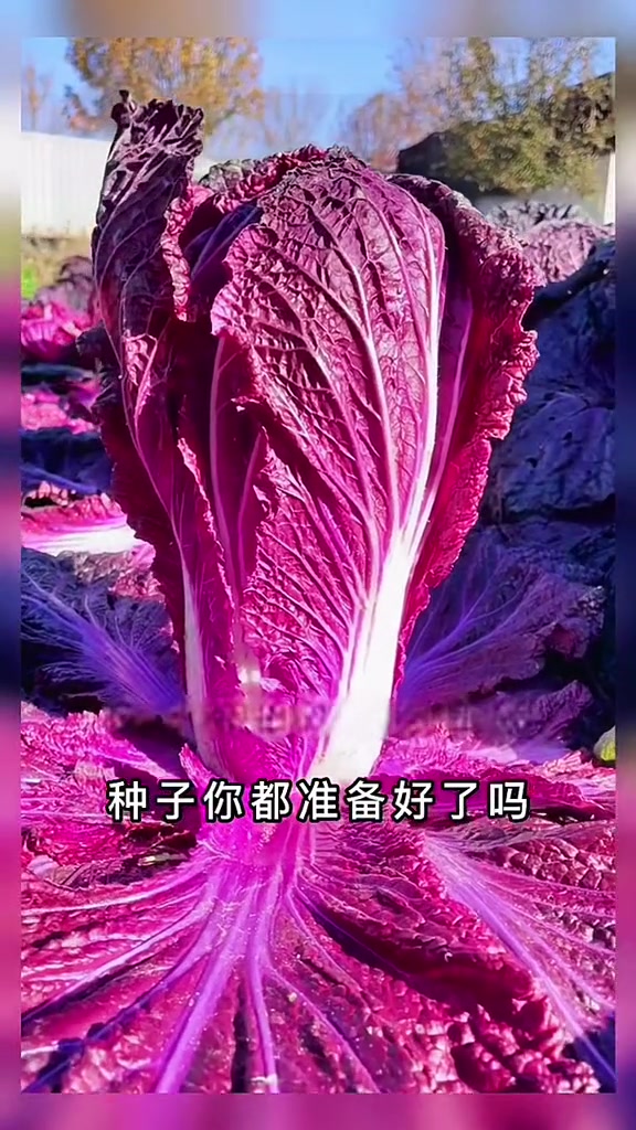 紫白菜家庭种植蔬菜种子