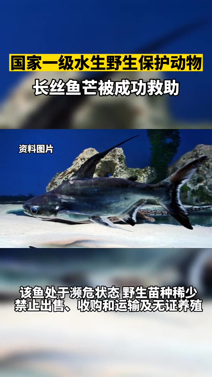 国家一级水生野生保护动物长丝鱼芒被成功救助 大连