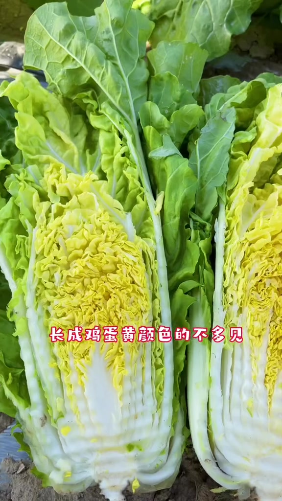 白菜品种千千万黄心鸡蛋黄白菜不多见