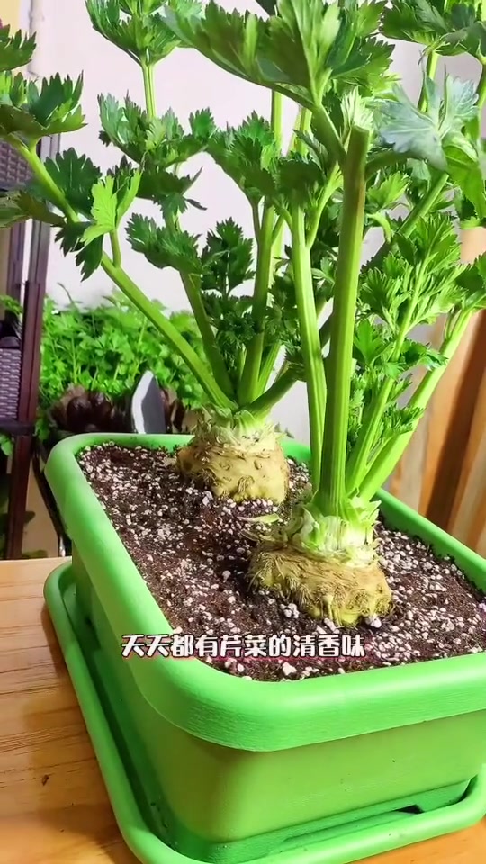 芹菜中的高端品种根芹