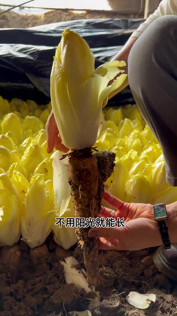 一款营养蔬菜菊苣