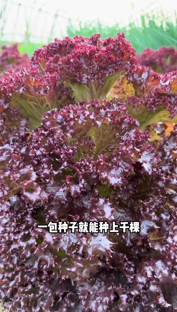 紫叶生菜种植生长速度快
