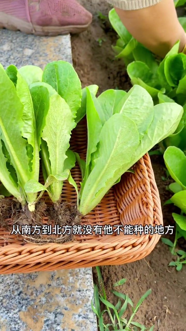 从南到北就没有他不能种的地方青梗小白菜