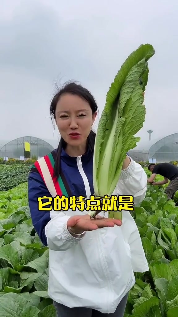 19天就成熟的青梗小白菜