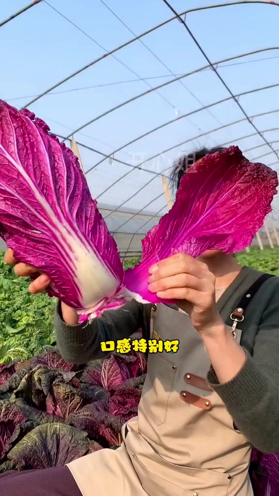马上就要到种白菜的季节了您的种子准备好了吗