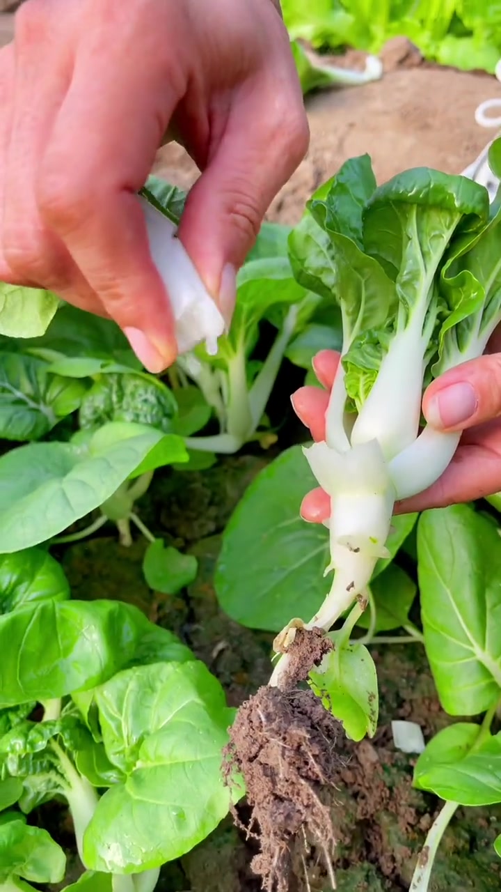 奶白菜脆甜爽口汁水多 奶白菜种植
