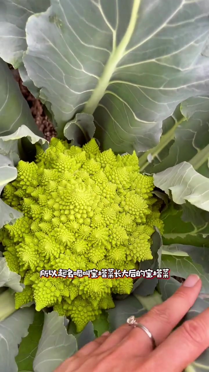 市场上很难买到的宝塔菜宝塔菜种植