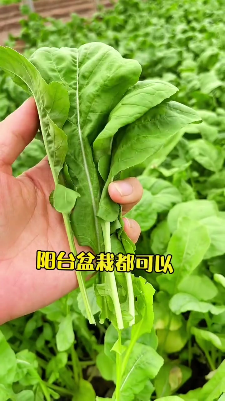 闻着臭吃着香越吃越爱不释口的开胃臭菜