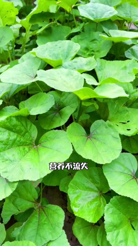 新手懒人种植的蔬菜冬寒菜