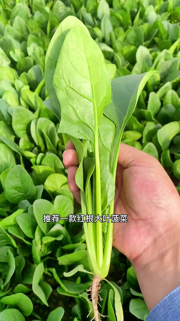 种植秋菠菜好的时节了您的种子都准备好了吗
