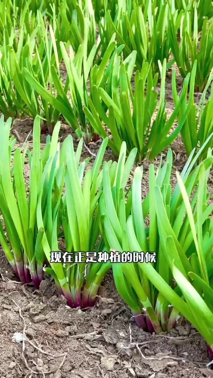 韭菜的种植方法分两种